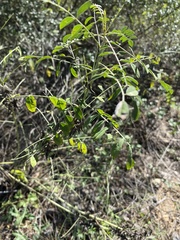 Styphnolobium affine