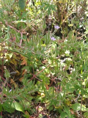Geranium seemannii