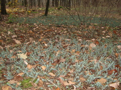 Petrosedum orientale