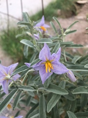 Solanum elaeagnifolium