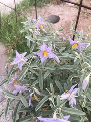 Solanum elaeagnifolium