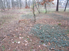 Petrosedum orientale