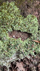 Cladonia peziziformis