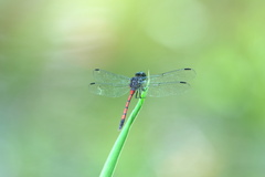 Agrionoptera insignis