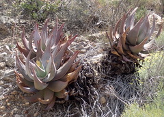 Aloe comptonii