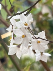 Solanum laxum