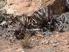 Aloe comptonii