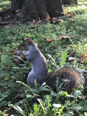 Sciurus carolinensis