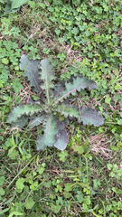 Sonchus asper