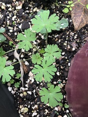 Geranium carolinianum