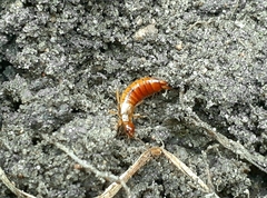 Apterygida albipennis