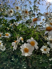 Montanoa bipinnatifida