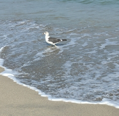 Larus fuscus graellsii