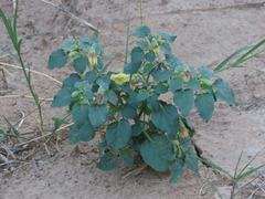 Physalis crassifolia
