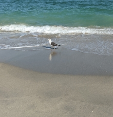 Larus fuscus graellsii