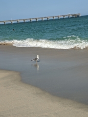 Larus fuscus graellsii