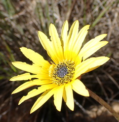 Arctotis lanceolata