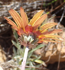 Arctotis lanceolata