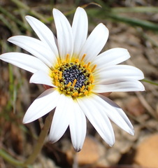 Arctotis lanceolata