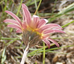 Arctotis lanceolata