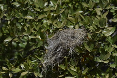 Campylorhynchus brunneicapillus