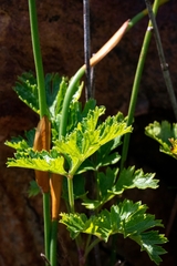 Notobubon galbanum