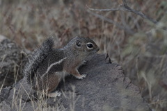 Ammospermophilus harrisii