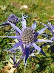 Eryngium bourgatii
