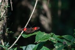 Heliconius