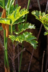 Notobubon galbanum