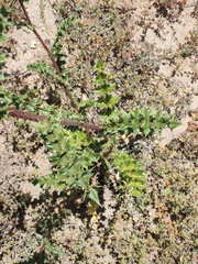 Berkheya onobromoides carlinoides