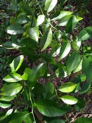 Citrus