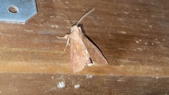 Anomis campanalis