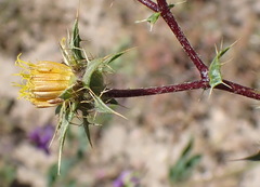 Berkheya onobromoides carlinoides