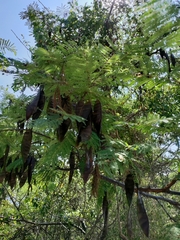 Lysiloma divaricatum