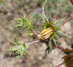 Berkheya onobromoides carlinoides