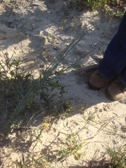 Trachyandra revoluta