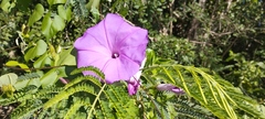 Ipomoea crinicalyx
