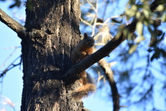 Sciurus nayaritensis