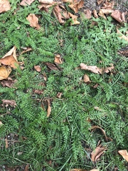 Achillea millefolium