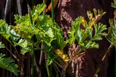 Notobubon galbanum