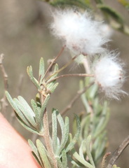Eriocephalus