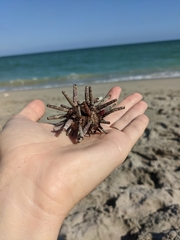 Eucidaris tribuloides