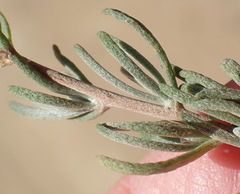 Eriocephalus