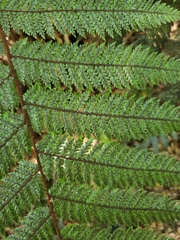 Dicksonia squarrosa
