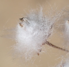 Eriocephalus