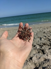 Eucidaris tribuloides