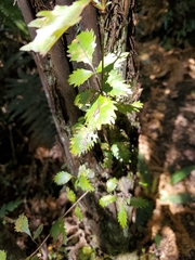 Pterophylla racemosa