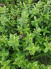 Veronica elliptica