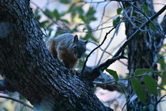 Sciurus nayaritensis